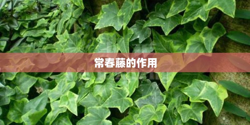 常春藤的作用