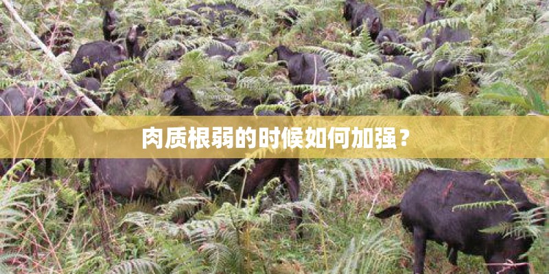 肉质根弱的时候如何加强？