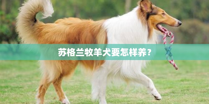苏格兰牧羊犬要怎样养？