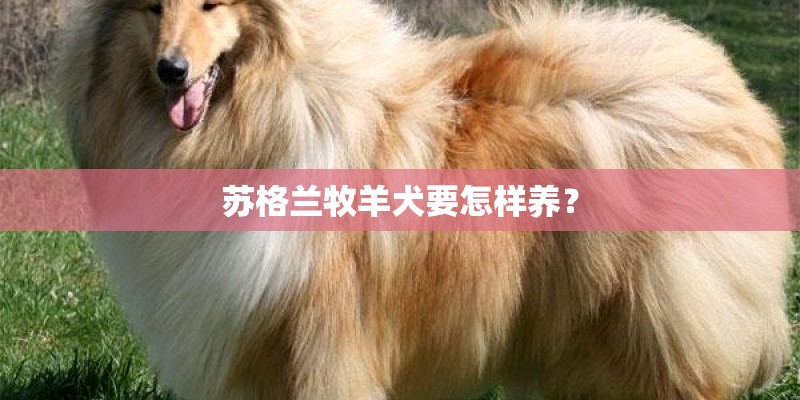 苏格兰牧羊犬要怎样养？