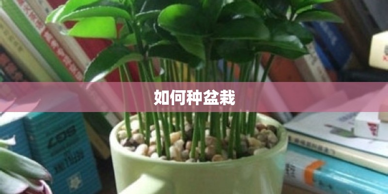 如何种盆栽