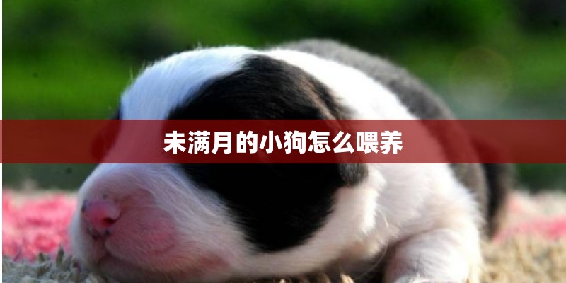 狗狗长虱子怎么办