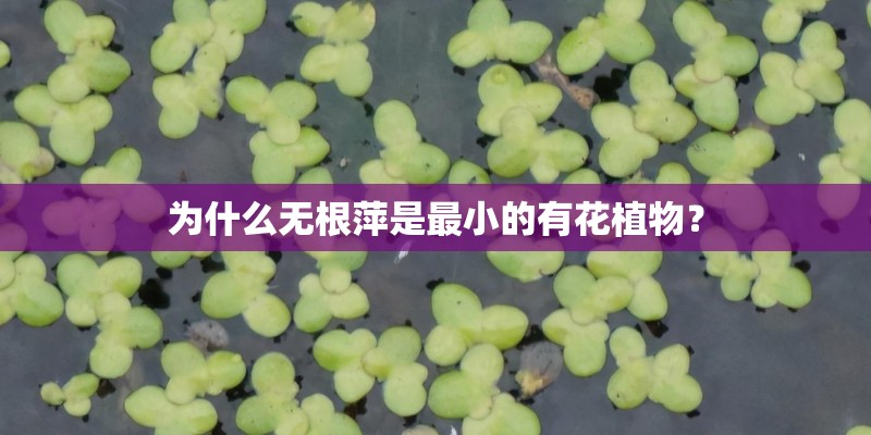 为什么无根萍是最小的有花植物？