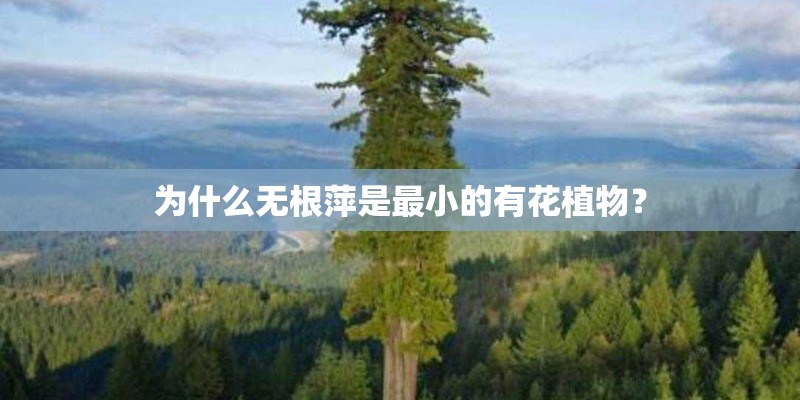 为什么无根萍是最小的有花植物？