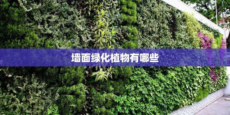 墙面绿化植物有哪些 墙面绿化植物有哪些