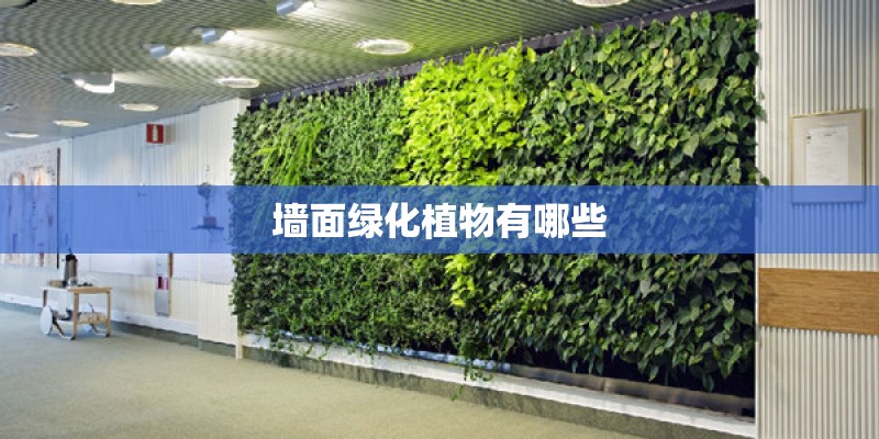 墙面绿化植物有哪些 墙面绿化植物有哪些