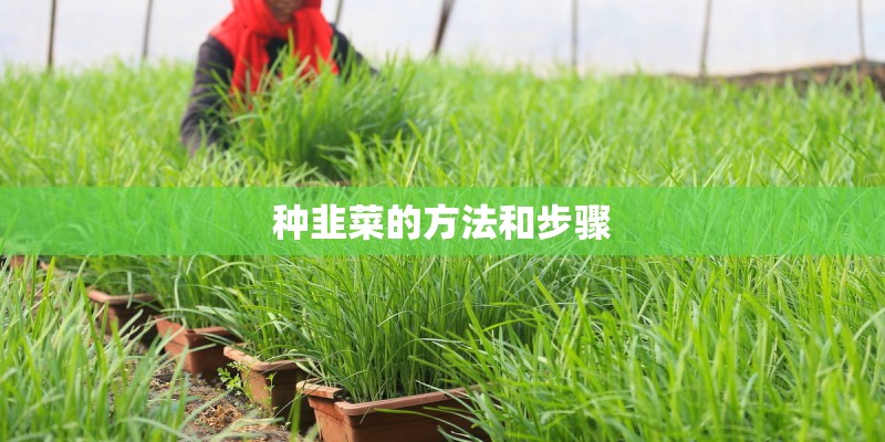 种韭菜的方法和步骤