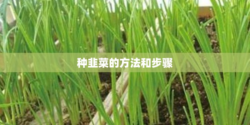 种韭菜的方法和步骤