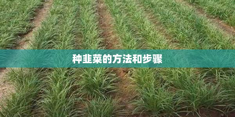 种韭菜的方法和步骤
