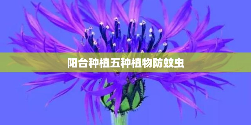阳台种植五种植物防蚊虫