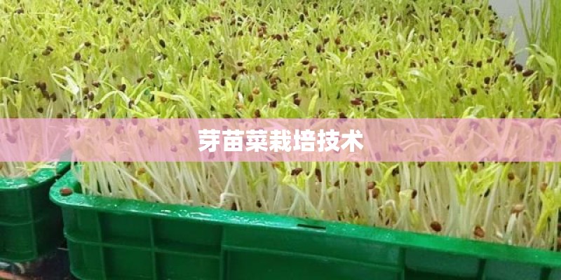 芽苗菜栽培技术
