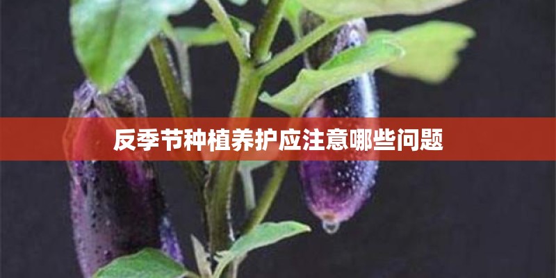 反季节种植养护应注意哪些问题
