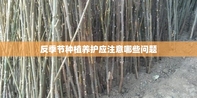 反季节种植养护应注意哪些问题