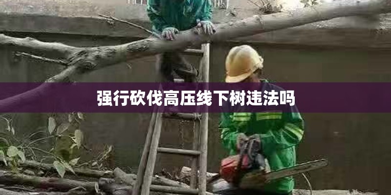 强行砍伐高压线下树违法吗