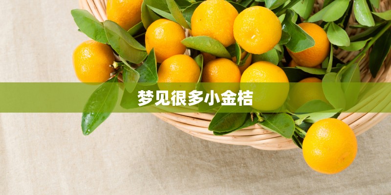 梦见很多小金桔