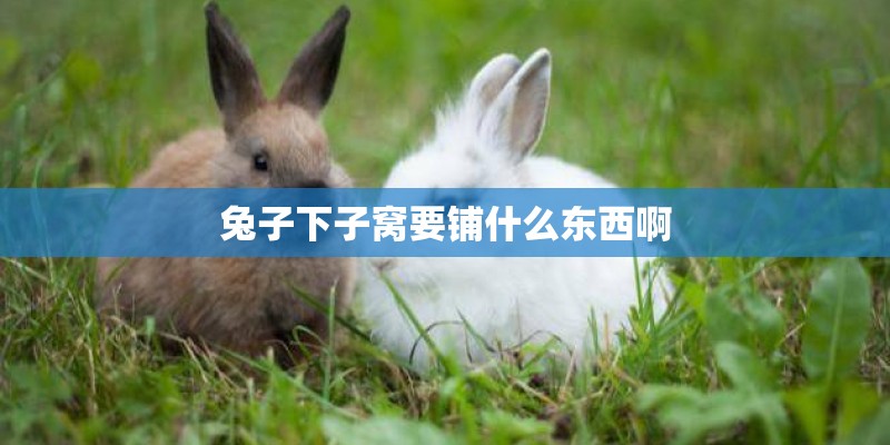 兔子下子窝要铺什么东西啊 兔子下子窝要铺什么东西啊