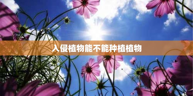 入侵植物能不能种植植物