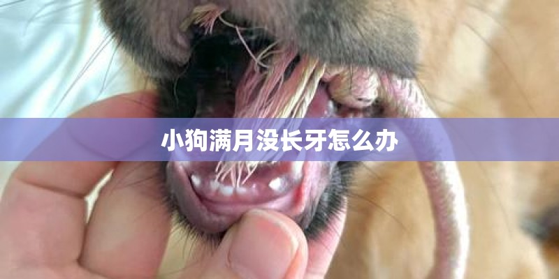 小狗满月没长牙怎么办 小狗满月没长牙怎么办