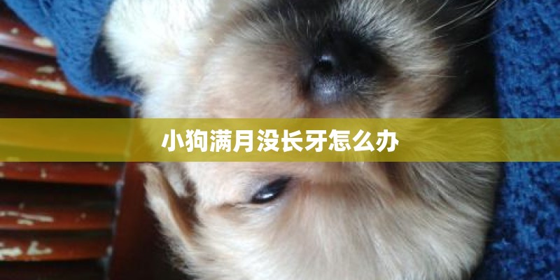 小狗满月没长牙怎么办 小狗满月没长牙怎么办