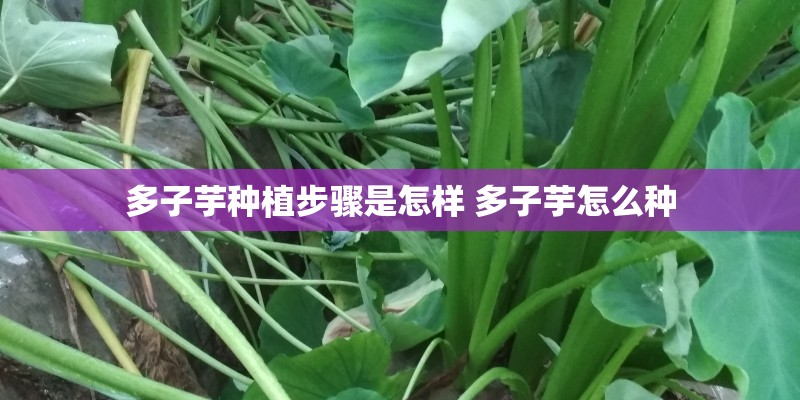多子芋种植步骤是怎样 多子芋怎么种