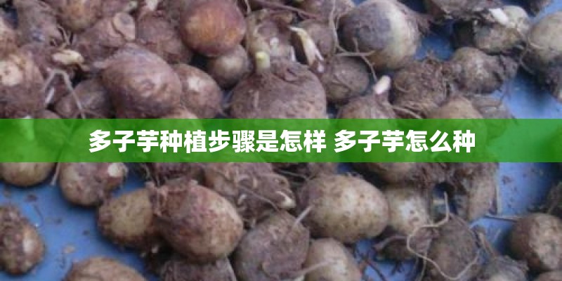 多子芋种植步骤是怎样 多子芋怎么种