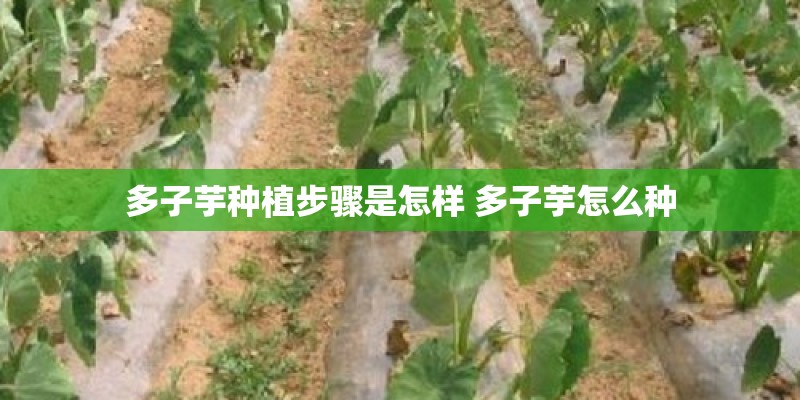 多子芋种植步骤是怎样 多子芋怎么种