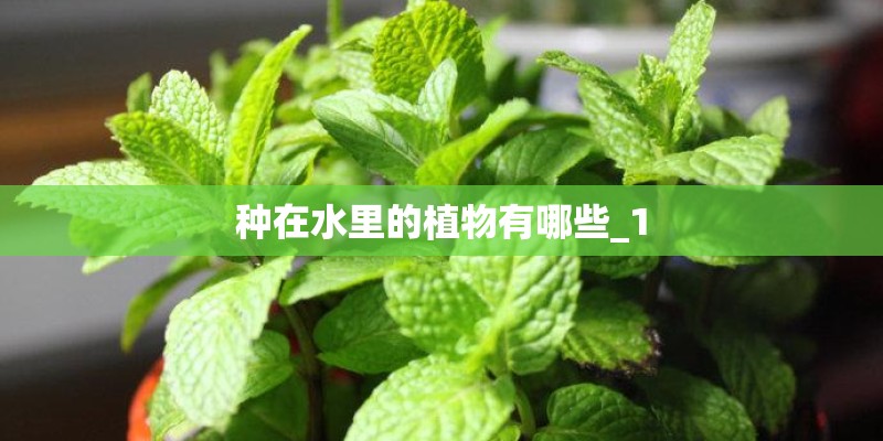 种在水里的植物有哪些_1