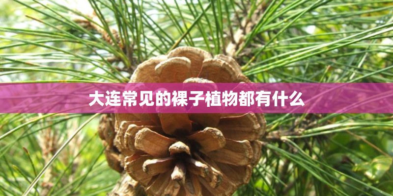 新几内亚凤仙花的温室盆花生产技术