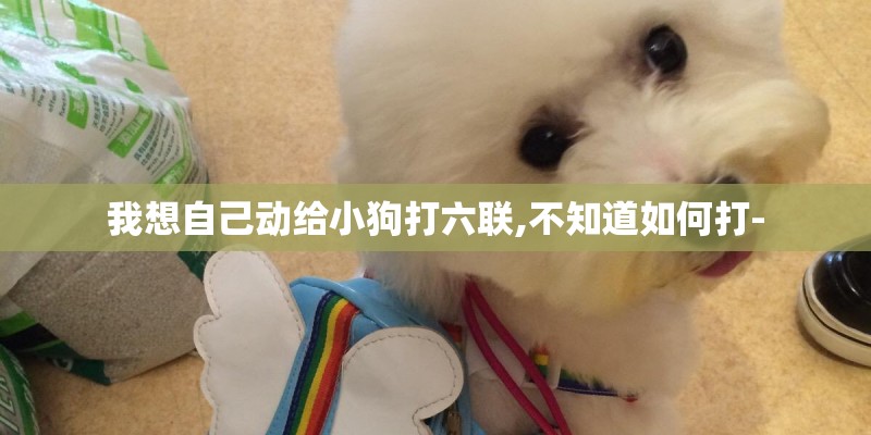 我想自己动给小狗打六联,不知道如何打- 我想自己动给小狗打六联,不知道如何打-