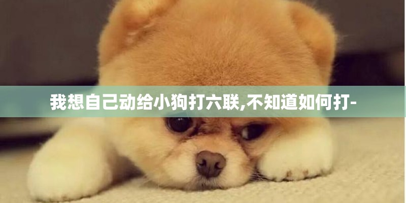 我想自己动给小狗打六联,不知道如何打- 我想自己动给小狗打六联,不知道如何打-