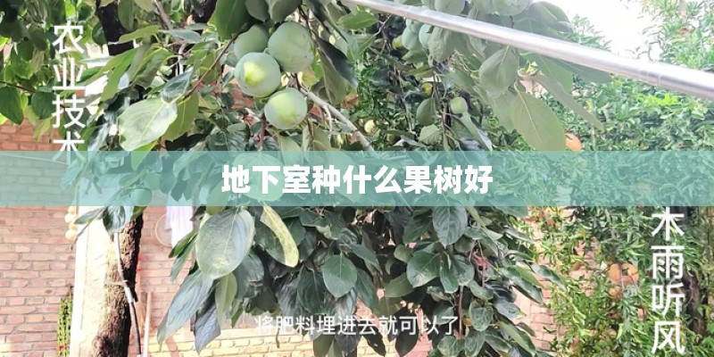 地下室种什么果树好