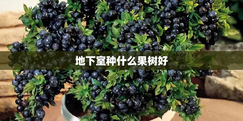 地下室种什么果树好