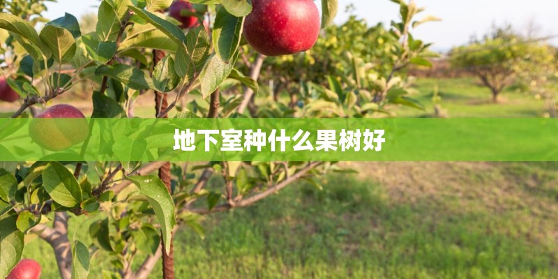地下室种什么果树好