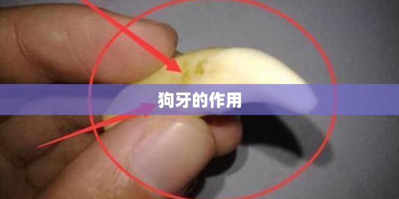 狗牙的作用