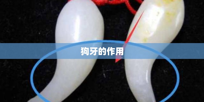 狗牙的作用