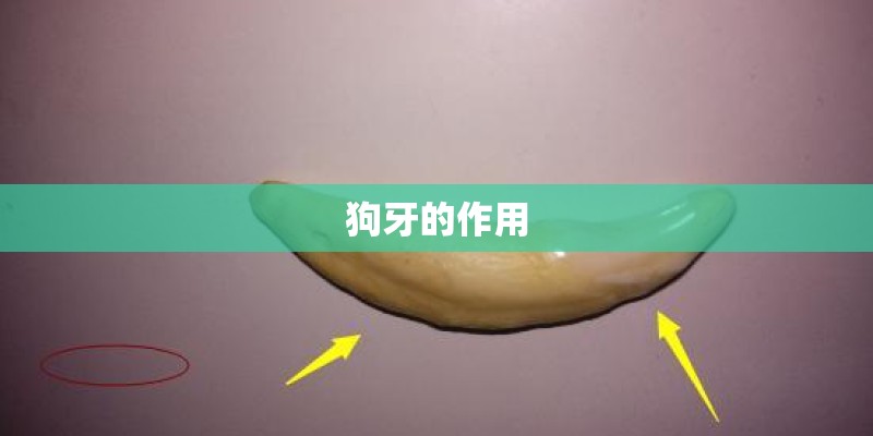 狗牙的作用