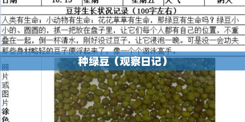 种绿豆（观察日记）
