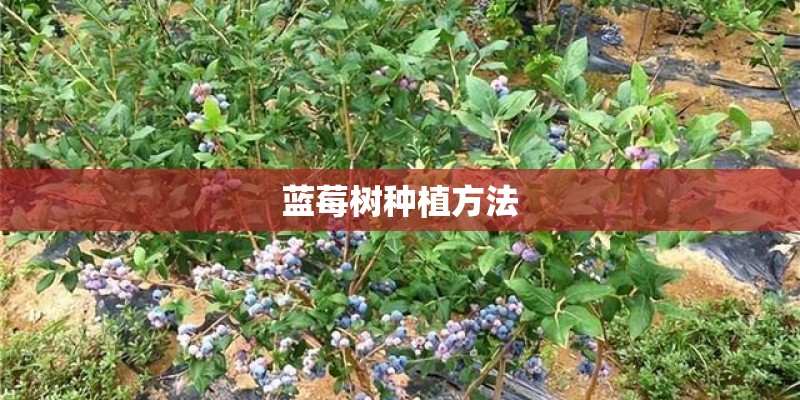 蓝莓树种植方法