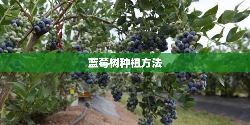 蓝莓树种植方法
