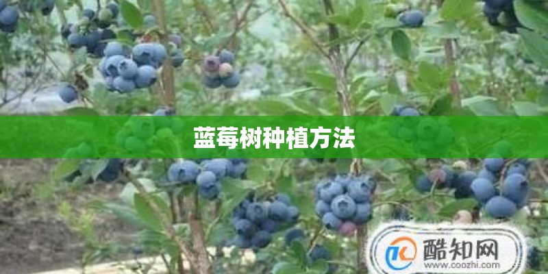 蓝莓树种植方法