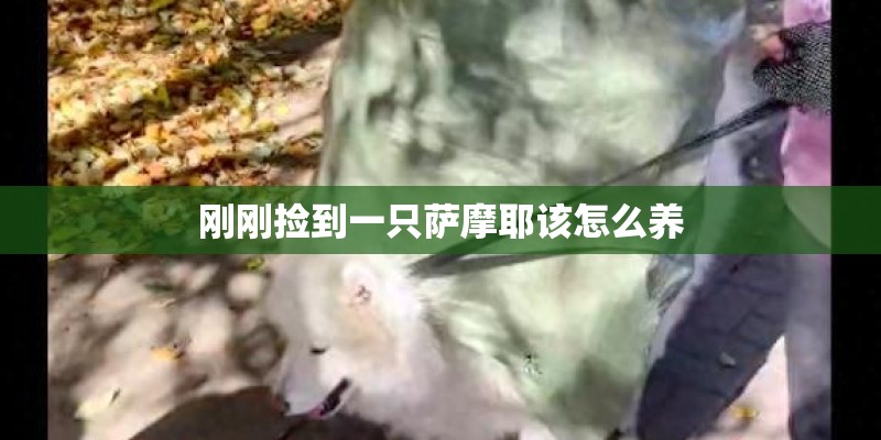刚刚捡到一只萨摩耶该怎么养