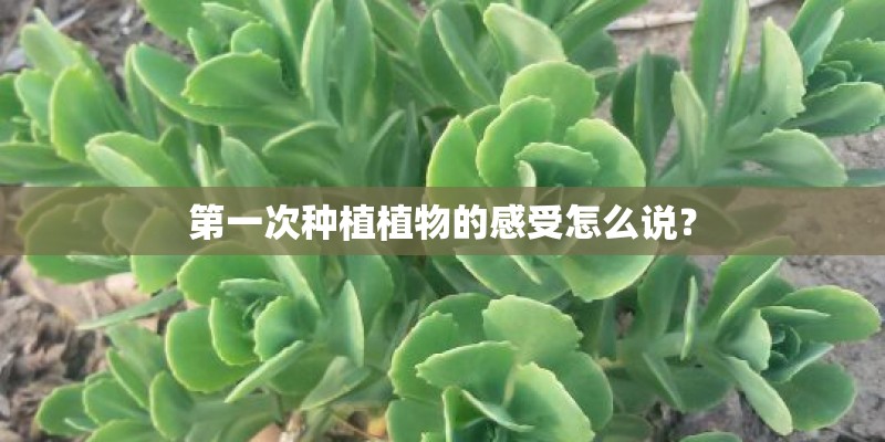 第一次种植植物的感受怎么说？