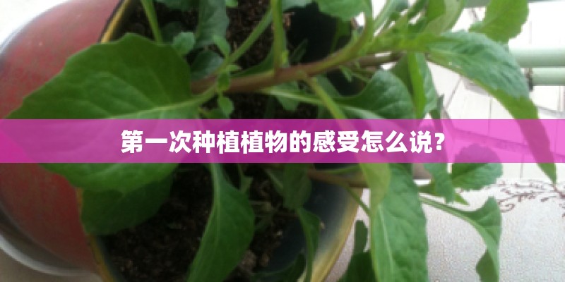 第一次种植植物的感受怎么说？