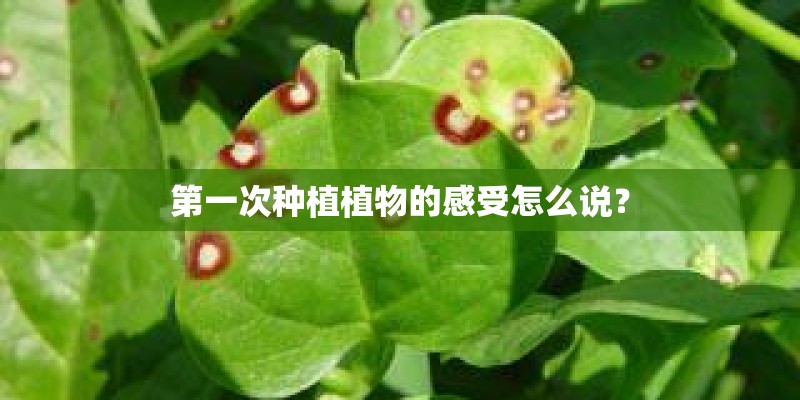 第一次种植植物的感受怎么说？