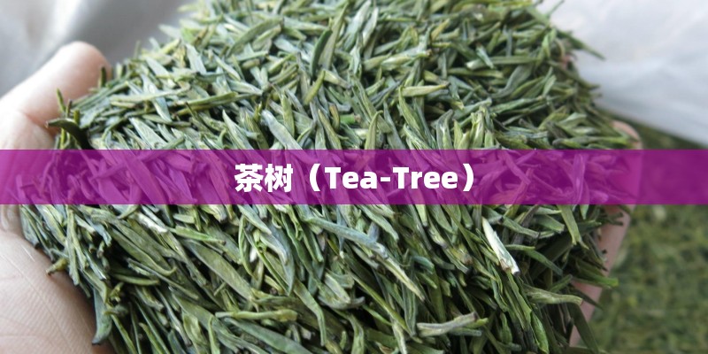 茶树（Tea-Tree）