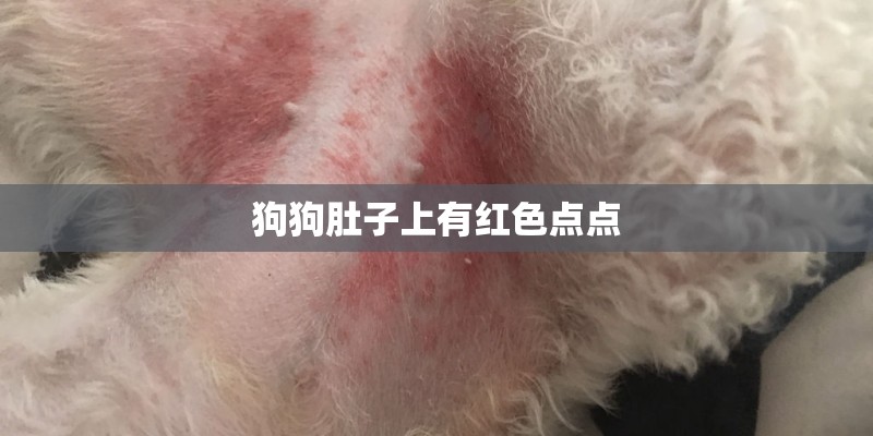狗狗肚子上有红色点点