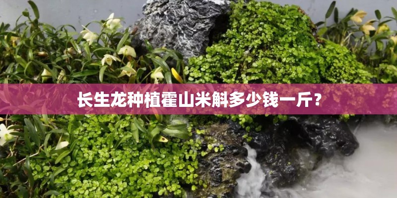 长生龙种植霍山米斛多少钱一斤? 长生龙种植霍山米斛多少钱一斤?