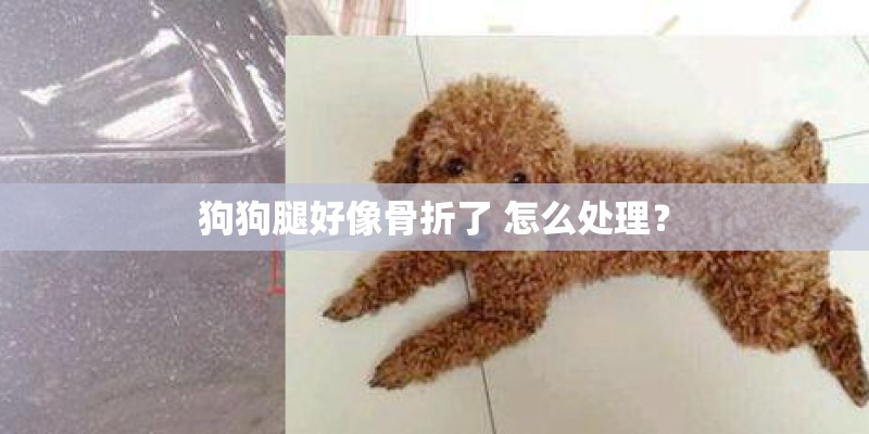狗狗腿好像骨折了 怎么处理？
