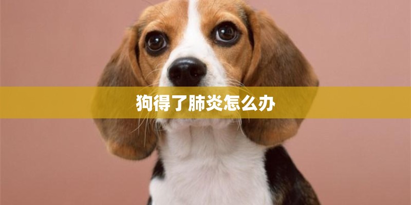 狗得了肺炎怎么办