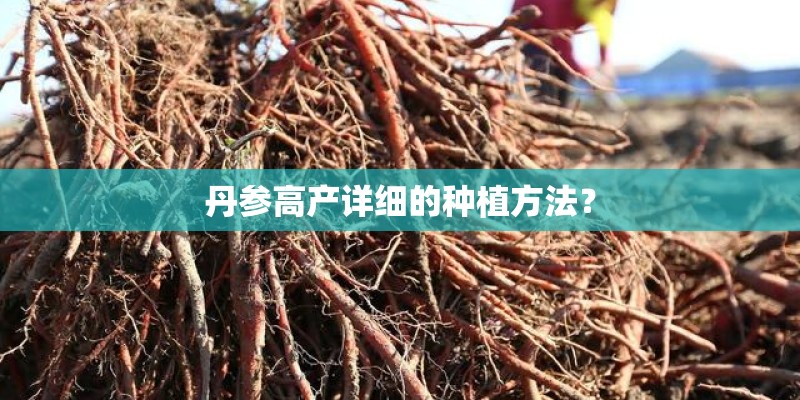 丹参高产详细的种植方法？